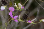 Downy milkpea